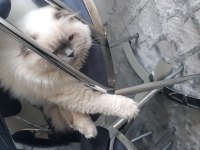 Ücretsiz erkek kedimiz 3 yaşında
