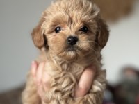 Kore maltipoo teacup bebeğim