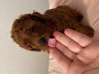 red brown toy poodle dişi