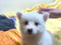 2.5 aylık yavru pomeranian boo