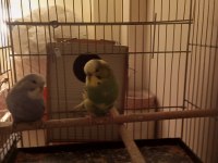 3 TAKIM JUMBO MUHABBET KUŞU SULTAN PAPAĞANI TAKAS OLUR