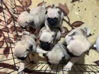 ANNE ALTINDAN SAĞLIKLI SEVİMLİ ORJINAL PUG YAVRULARI