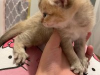45 günlük dişi scottish fold yavrum