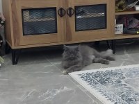 Kedimizi bedava sahiplenmek isteyen bana ulaşsın