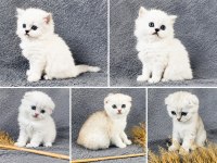 Scottish Fold Silver Bebekler
