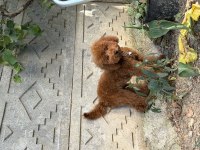 7 AYLIK DİŞİ BEBEK TEMEL EĞİTİMLERİ VAR AŞILI POODLE