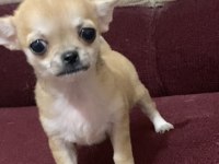 Tatlış insan delisi bir chihuahua kız