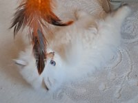 Yakışıklı prens adayı british longhair