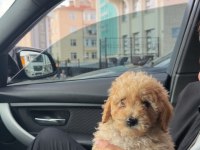 Acil Sahiplendirilecek 3 Aylık Erkek Toy Poodle