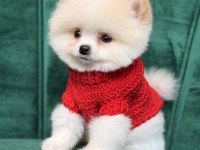 Pomeranian yavrular geldi
