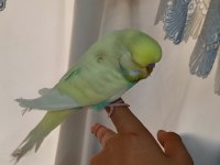 Şov jumbo muhabbet kuşu