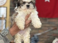 Shih tzu core bebekler