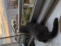 Sıcakkanlı british shorthair kızımızı sahiplendiriyoruz
