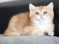 Safkan Golden NY11 Anne Baba Şecereli Dişi British Shorthair