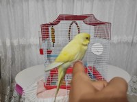 Yavru Lutino Muhabbet Kuşu