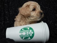 Maltipoo Yavrularımız Rezervasyon İçin Müsaittir