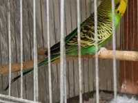 Jumbo rainbow yerli çek japones muhabbet kuşu hazır takımlar