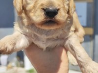 1 dişi 4 erkek maltipoo bebeklerim