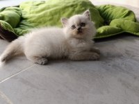 Scottish fold longhair