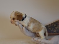 A kalite cavalier king charles yavrular