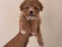 Kg Garantili Maltipoo Bebeklerimiz