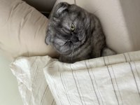 11 Aylık Gri Çizgili Scottish Fold