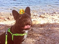 Sahiplendirlecektir french bulldog