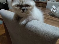 Scottish Fold Kızımız Yeni Yuvasını Bekliyor