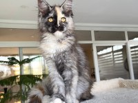 Show Class Mainecoon Yavruları (Faturalı) 