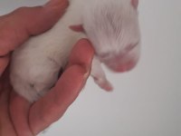 3 adet erkek pomeranian yavru