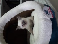 Çikolata point british shorthair