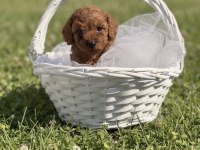 Süper kore toy poodle yavrularımız