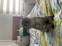 Yavru Scottish Fold Kedimiz İçin Ulaşın
