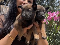Safkan aşılı malinois yavrularım