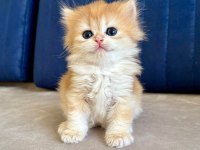 British shorthair erkek golden bebekler