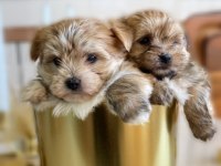 TEACUP MORKİE BEBEKLERİMİZ