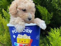 Kore kanı maltipoo yavrularımız
