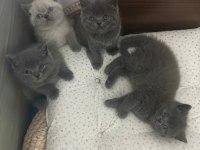 DÜNYALAR TATLISI BRİTİSH YAVRULAR