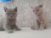 SCOTTİSH VE BRİTİSH SHORTHAİR BEBİŞLER UYGUNA!