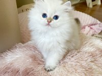 Safkan British Longhair Golden Point Erkek Yavru