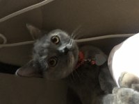 Ücretsiz British Shorthair Blue Cream