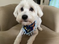 2 Yaşında Erkek Maltese Terrier
