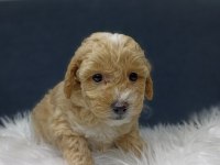 MALTİPOO BEBEKLER