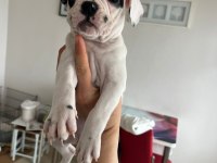 Mecburiyetten French Bulldog Yavrum Son Dişi