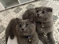 Safkan british ve scottish fold yavrular