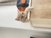 Ücretsiz sahiplendirme british shorthair