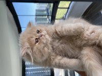 Chinchilla bebekler ailelerini arıyor