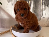 Ruhsatlı Köpek Çiftliğinden Toypoodle Yavrularımız