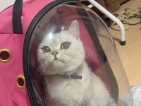 KAYİP KEDİ MANİSA YUNUSEMRE