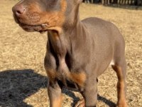 Doberman Yavruları